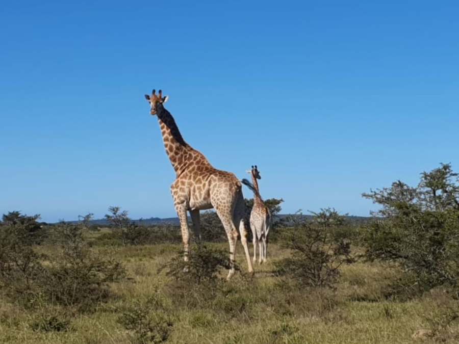 5 Bedroom Property for Sale in Grahamstown Central Eastern Cape